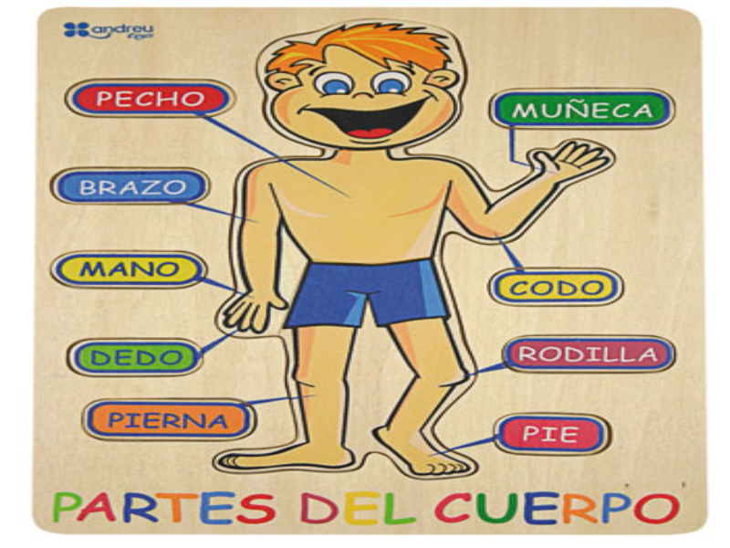 Puzzle De Cuerpo Humano Para Niños Y Sus Partes Rompecabezas De