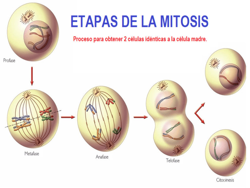 Puzzle de Fases de la Mitosis , rompecabezas de