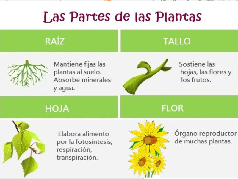 Para las. Sanguinem planta illius Laqueo, et medicina imbrem tektonik.