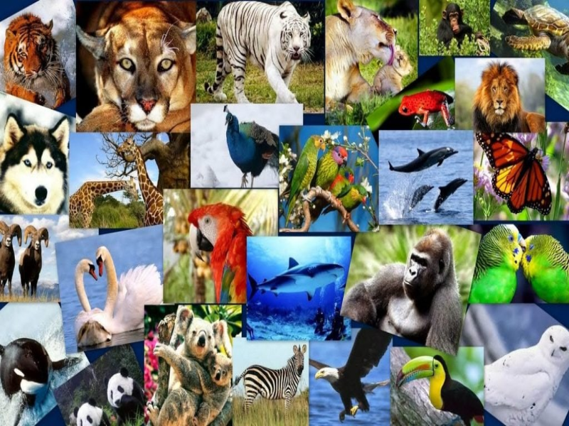 Многообразие животных. Животные на одной картинке. Разнообразие видов животных. Коллаж животных.