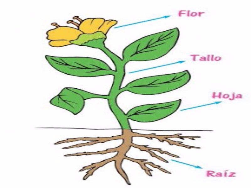rompecabezas de plantas para niños