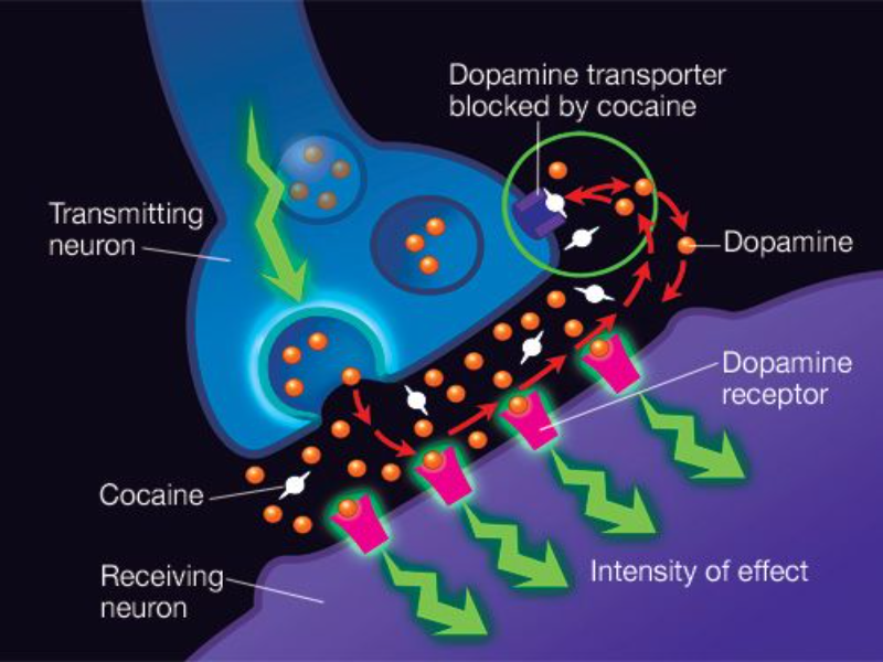 Нейромедиаторы наркотики. Дофаминовые рецепторы в мозге. Дофамин нейромедиатор. Синапсы нейромедиаторы дофамин. Effect o