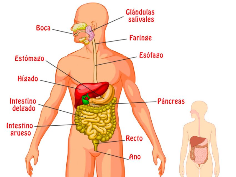 Esperanza de vida sin intestino grueso