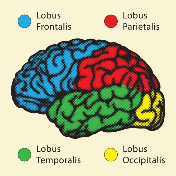 cerebro rompecabezas