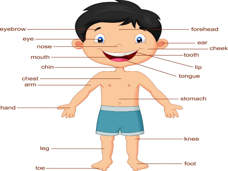 Your body parts. Body Parts in French. Body Parts women in French.