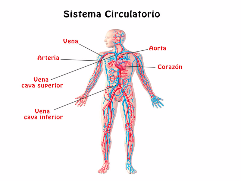 Resultado de imagen de aparato circulatorio humano