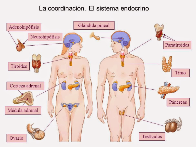 Endocrino especialista en tiroides barcelona Endocrino especialista en tiroides barcelona