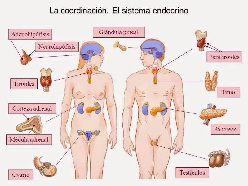 Endocrino especialista en tiroides barcelona