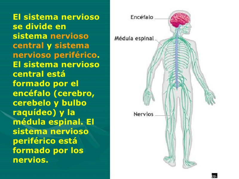 Por qué está formado el sistema nervioso Por qué está formado el sistema nervioso