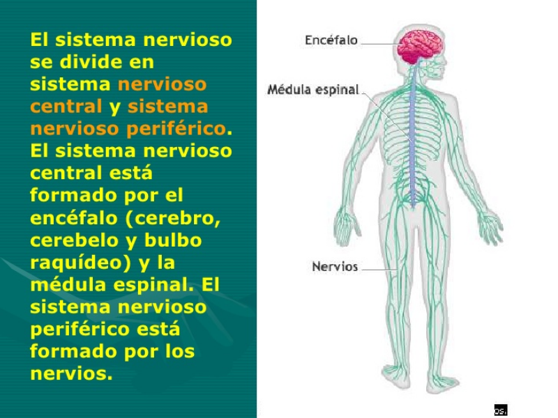 Por qué está formado el sistema nervioso