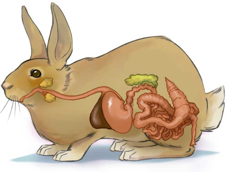 Пищеварительная система кролика. Система пищеварения кролика. Пищеварительная система кролика анатомия. Анатомия млекопитающего кролика.